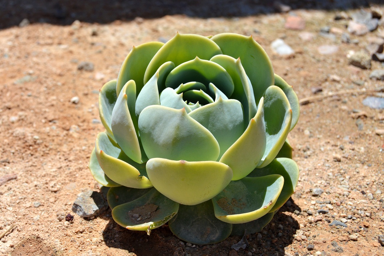 How to Propagate Succulents